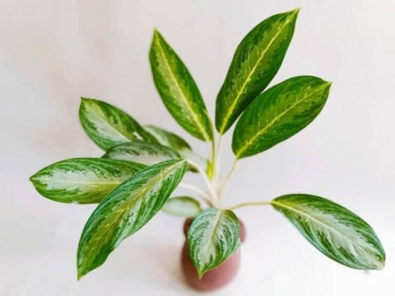 Aglaonema 'Silver Bay'. Foto: Instagram @airy_garden