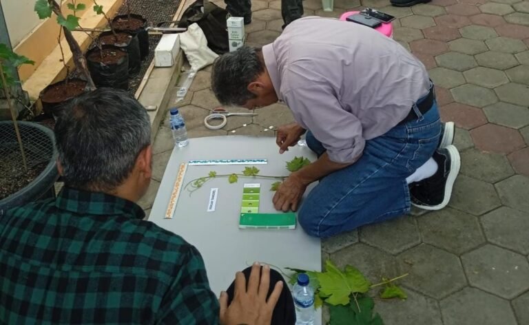 Ponjay bendav didaftarkan sebagai varietas lokal Tangsel oleh para penggiat anggur yang tergabung dalam KAT/DPD ASPAI Kota Tangsel (Foto.Ist)