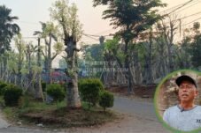 H. Achmad Dahlan, mantan Kepala Desa Cidokom, Kecamatan Gunung Sindur, Kabupaten Bogor, kini berhasil mengembangkan tanaman baobab menjadi peluang bisnis bernilai ekonomi (Dok. Foto: MonitorUpdate.com)
