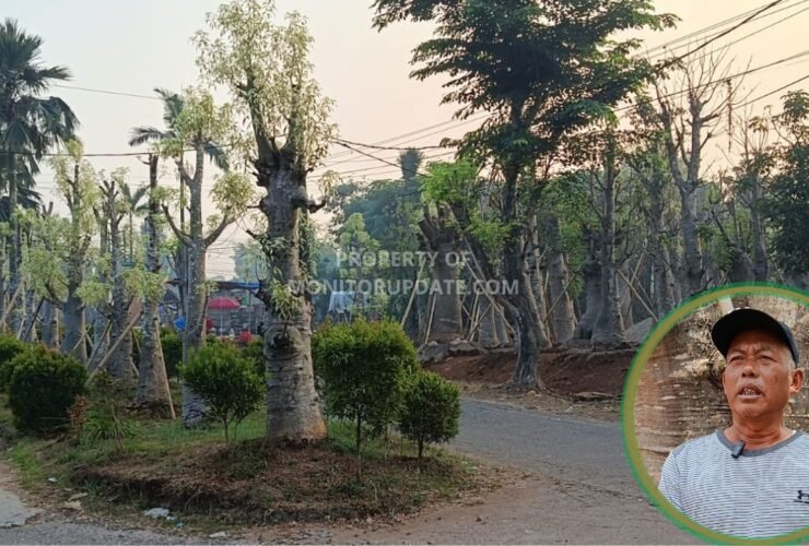 H. Achmad Dahlan, mantan Kepala Desa Cidokom, Kecamatan Gunung Sindur, Kabupaten Bogor, kini berhasil mengembangkan tanaman baobab menjadi peluang bisnis bernilai ekonomi (Dok. Foto: MonitorUpdate.com)